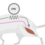 Two teams from the SPPIN awarded ANR grant