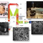 Fast volumetric Imaging of Brain Organoids With a New Single-Objective Planar-Illumination Two-Photon Microscope