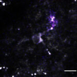 Heating, not highly non-linear photo damage is limiting for 920-nm 2-imaging