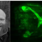 14/09 : Florian Vollrath – 2P light-sheet microscopy for fast whole-brain imaging