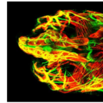 02/03 : France LAM – Use and applications of the Phaseview alpha3 light-sheetmicroscope on an imaging facility
