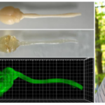 22/06 : Aurélie HEUZE & Matthieu SIMON – Clearing techniques and light sheet microscopy